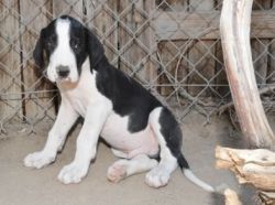 Great Dane pups for sale