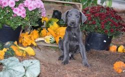 Astonished Male and female Great Dane puppies