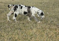 Great Dane Puppies ready now