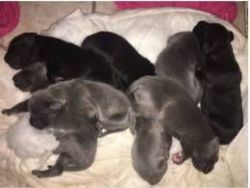 Beautiful Blue Great Dane Puppies for sale