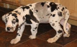 UKC/AKC Harlequin Great Dane Puppies for sale.
