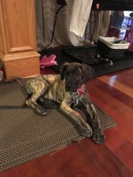 Great Dane puppies ready