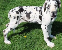Harlequin Great Dane Puppies for sale.