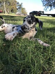 4 Great Dane Puppies For Sale