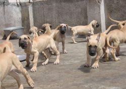 Great Dane Puppies Looking For Their Forever Homes
