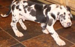 AKC Male and female Great Dane puppies
