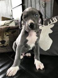 Great Dane Puppies Now Available.
