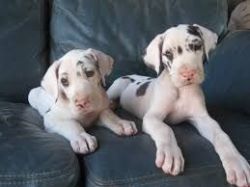 12 WEEKS OLD GREAT DANE PUPPIES FOR ADOPTION TO NEW FAMILIES