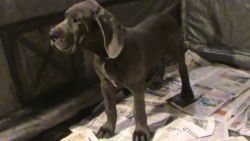 AKC Great Dane Puppies, Available Now!