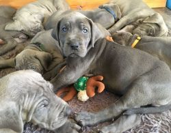 Great Dane Puppies Ready now