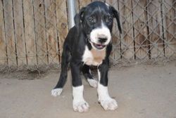 House trained Great Dane Puppies For Sale