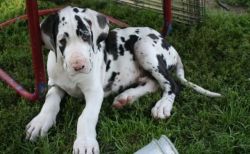 Top home raised Harlequin Great Dane puppies
