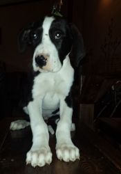 House/Potty Trained Great Dane Puppies For Sale