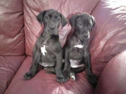 Great Dane Pups Kc Registered