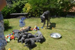 Adorable Blue Great Dane Puppies for sale