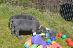 Stunning Blue Great Dane Puppies for sale