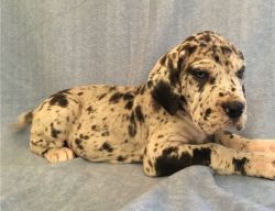 Great Dane puppies For Sale