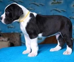 Amazing male and female Great Dane puppies.