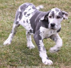 Olga-Big Blue Harlequin Female Great Dane Puppy