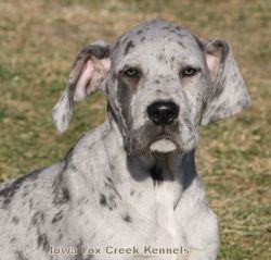 Heather-AKC Porcelain Female Great Dane Puppy