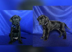XXX Large Champion Sired Great Dane Puppies