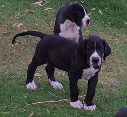 Great Dane Puppies- Black and white puppies