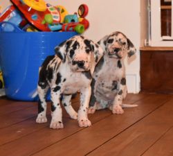 Akc Great Dane pups ready for adoption