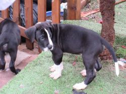 We have a beautiful litter of Great Dane puppies for adoption