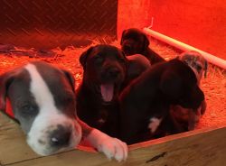 Beautiful AKC Great Dane Puppies