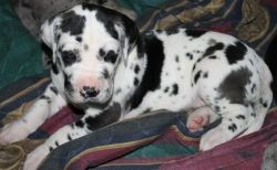 Great Dane Pups For Sale 4 Chunky Boys Left