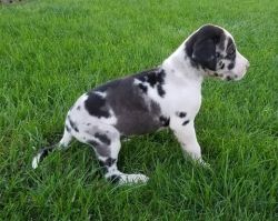 Two Great Danes Puppies For Sale