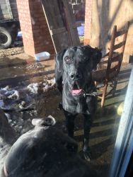 Great Dane Female pup for sale