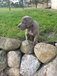 AKC Registered Blue Great Dane Puppies