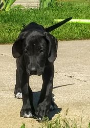 Black Female Great Dane Puppy-ready to go
