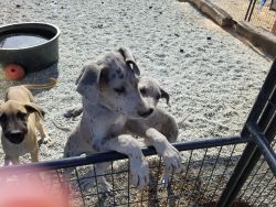 AKC Great Dane puppies
