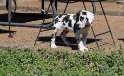 Well Socialized Harlequin Great Dane Puppies