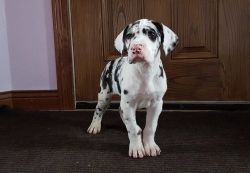 Harlequin Great Dane puppies for pet lovers.