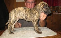 AKC Brindle Male and Female Great Dane Puppies