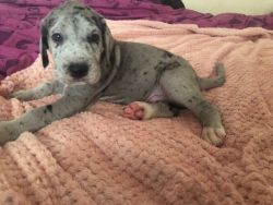 GREAT DANE PUPPY AVAILABLE FOR FREE ADOPTION
