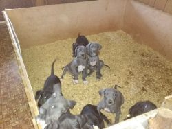 Great Danes for Valentine's Day