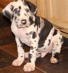 Well Socialized Harlequin Great Dane Puppies For Sale.