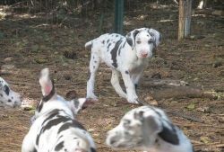 AKC/UKC Harlequin Great Dane Puppies For Sale