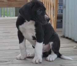 Adorable Great Dane Puppies For Sale.