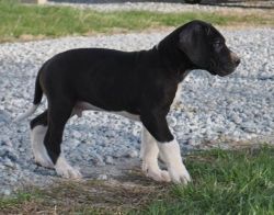 Males and females AKC Great Dane puppies Available