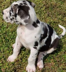 Harlequin Male and Female Great Dane Puppies
