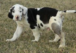 Stunning Harlequin Great Dane puppies for sale.