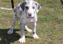 a sweet blue harlequin Great Dane puppies for sale .