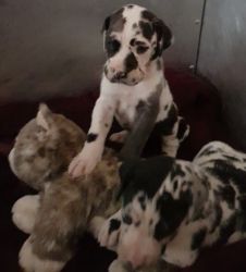 Adorable AKC Great Dane puppies. Call or text +1(2xx) xx9-6xx1
