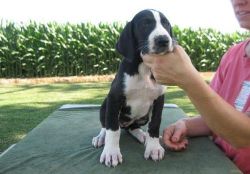 Boys and girls Great Dane Puppies