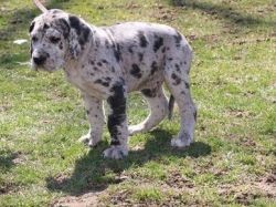 A big blue merle male Great Dane puppies ready for his new home